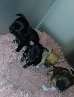 Mini Chiuhuahua welpen langhaar und kurzhaar - Bad Kissingen Zentrum