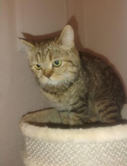 BKH Katze - Lahr (Schwarzwald)