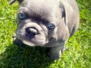 Französische Bulldogge Welpen - Homberg (Efze)