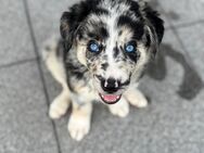 Australien Huskys - Essen
