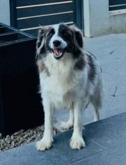 NOTFALL ❣️ treue Seele Maja❣️NOTFALL - Eislingen (Fils)