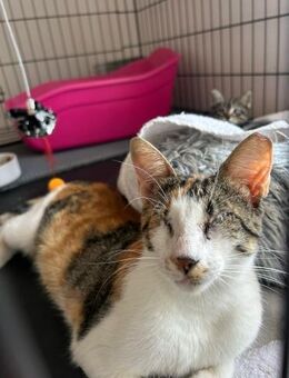 Josefine aus dem Tierschutz - Grevenbroich