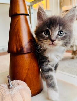 Reinrassige zauberhafte Maine Coon Kitten abzugeben - Aue