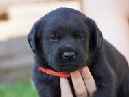 Labrador Welpen Liebhaberwurf - Bockenem