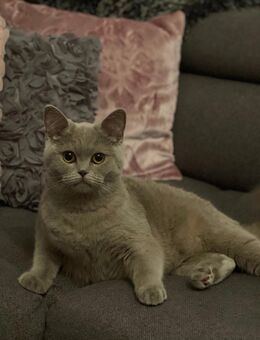 British kurzhaar Katze - Frankfurt (Main) Schwanheim