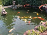 Trommelfilter+Pumpen System / Teich und Koi‘s - Georgenthal