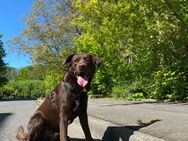 Labrador-Border-Collie-Mix - Döbeln Ebersbach