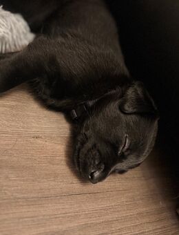 Malinois-Labrador Welpe - Thierstein