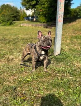 Französische Bulldogge Blue Brindle - Bad Kreuznach