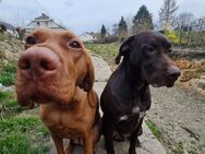 2 Hunde in Liebevolle Hände abzugeben - Neunkirchen (Saarland)