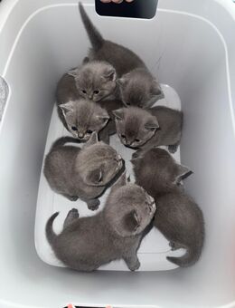 BKH Kitten - Herne Zentrum