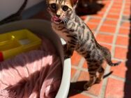 Bengal Katze kitten dringen zu verkaufen !!!GÜNSTIG - Düsseldorf