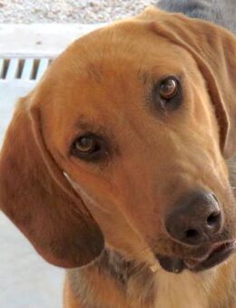 Baz 3 -liebt Menschen,ist ungestüm- - Oldenburg