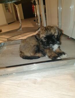 Shih-Tzu Pekinese Chihuahua Welpis - Ziertheim