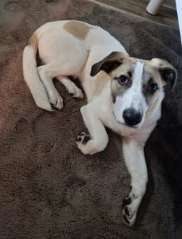 Verspielter Ray - Rambin