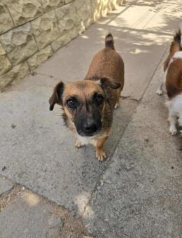 FIFI - (liebevoll, ruhig) - Köln