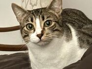 Tallulah, getigertes Katzenherz - Geilenkirchen