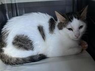 Motchi aus dem Tierschutz - Grevenbroich