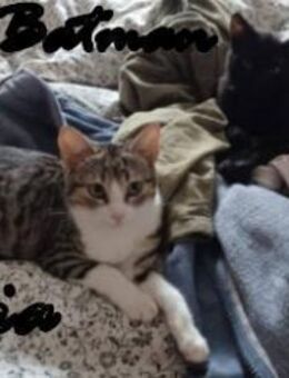 Batman und Gaia warten in Augsburg - Heppenheim (Bergstraße)