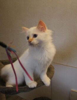 Wunderschöne Heilige Birma Kitten mit Stammbaum suchen ein schönes zu Hause. - Heeßen