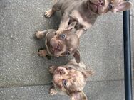 Französische Bulldoggen mit langer Nase, teilweise Fluffy, besondere Farben - Kleve (Nordrhein-Westfalen)
