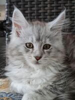 Profil