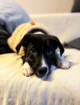 Intelligenter Pablo sucht Familie - Leonberg (Baden-Württemberg)