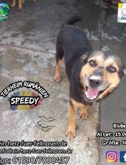 SPEEDY - möchte euer Herz erobern - Waakirchen