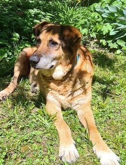 💙Ferris💙 sucht ein schönes Zuhause💙🐾 - Freilassing