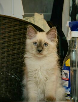 Heilige Birma Kätzchen, Kitten, Kater - Schwäbisch Hall