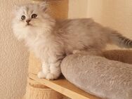 Reinrassige Perser Kitten mit eine Nase - Ulmen