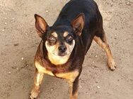 🐾 PEGGI Kleine Lady mit großem Herz🐾 - Wettenberg