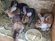 Rex Hase Mini Rex - Hohndorf