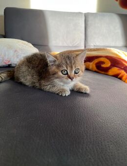 BKH Kitten - Backnang