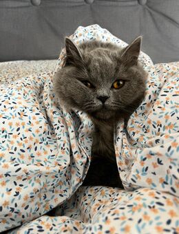 Britisch langhaar - Ahaus Zentrum