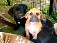 Deutsche Dogge/Bordeauxdogge Mischlinge Welpen - Bleicherode