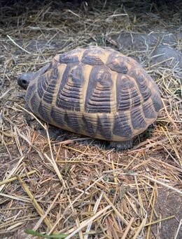 Griechische Landschildkröte abzugeben Thh Testudo hermanni hermanni - Römerberg