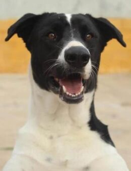 Atlas sein Herrchen ist verstorben - Laatzen