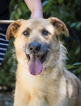 Tomi SI Pechvogel auf dem Weg ins Glüc - Neustadt (Rübenberge)