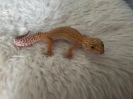 Leopardgecko Red Diamond 0.1 - Marburg