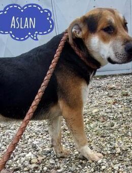 Aslan ein gutmütiger Kerl - Mannheim