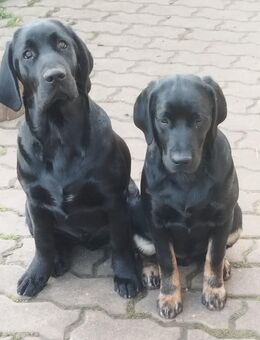 Labrador golden Retriever Mix Junghunde - Burgebrach