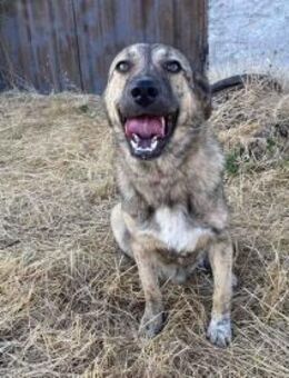 Leo ein neugieriger Entdecker - Eixen