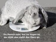 Christliches A1-Poster – Hase auf Küchenwaage – Der Herr sieht das Herz an - 1. Samuel 16,7 - Wilhelmshaven Zentrum