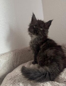 Maine Coon Kitten - Rehburg-Loccum Zentrum