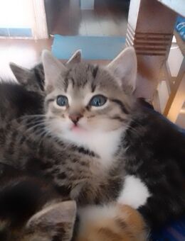 Niedliche kleine Katzenbabys - Friesoythe