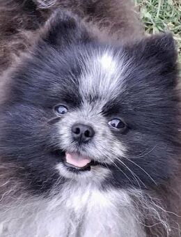 Süßer als Zucker, Bonbon - Wolfhagen