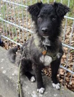 Laroche dein neuer bester Hundekumpel - München