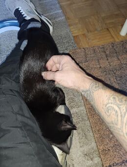 Wunderschöne pechschwarze Katze mit weißem Latz ❤️❤️❤️ - Südlohn