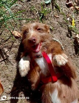 Der Weihnachtswunsch unserer HANNI - Fahrenzhausen